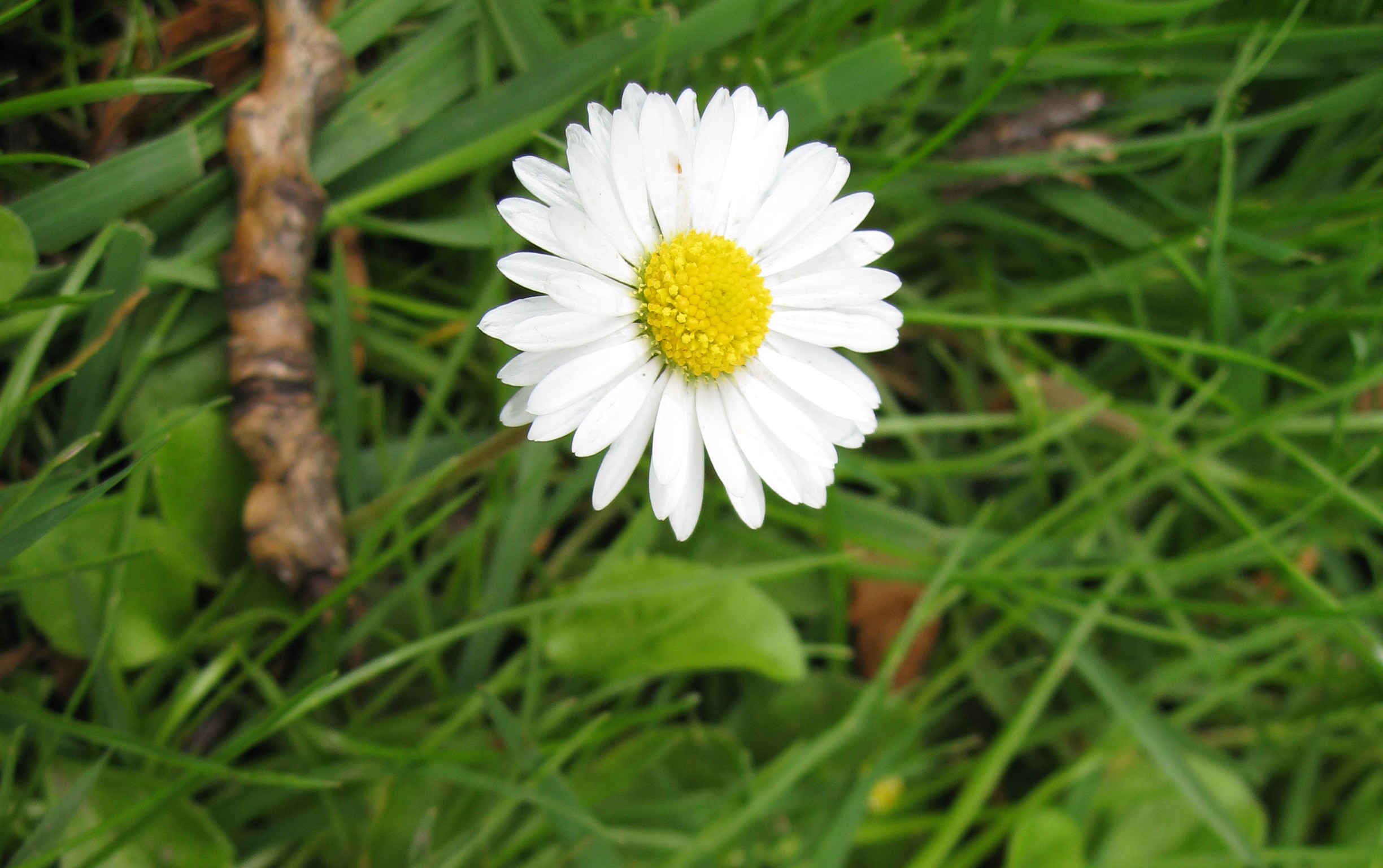 Gänseblümchen im Gras