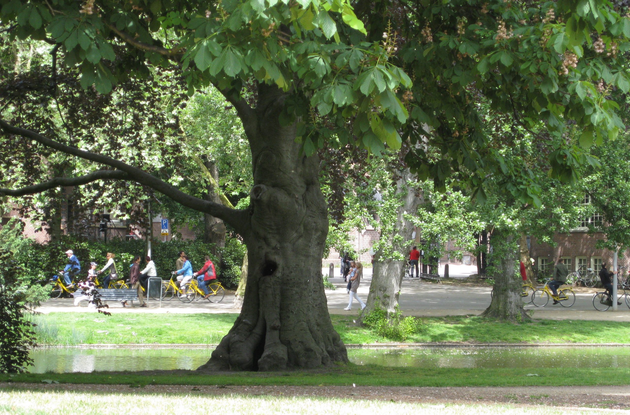 Baum im Stadtpark